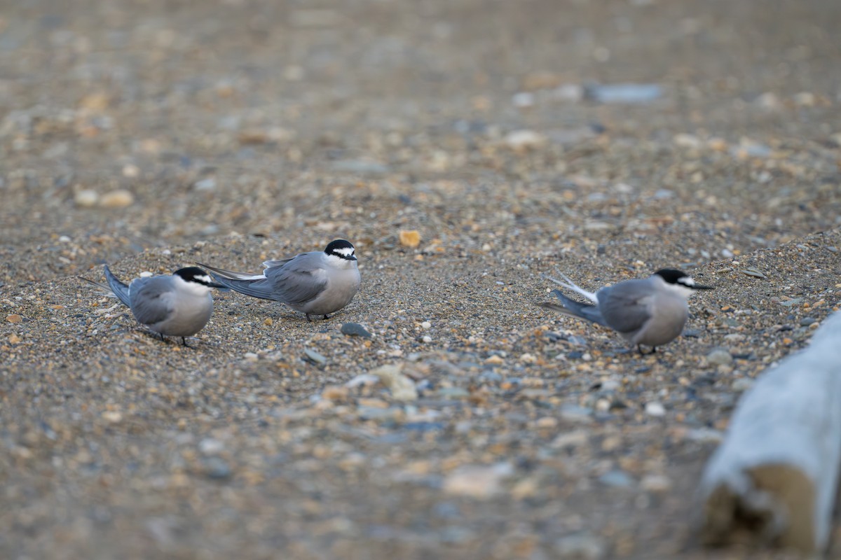 Aleutian Tern - ML644779853