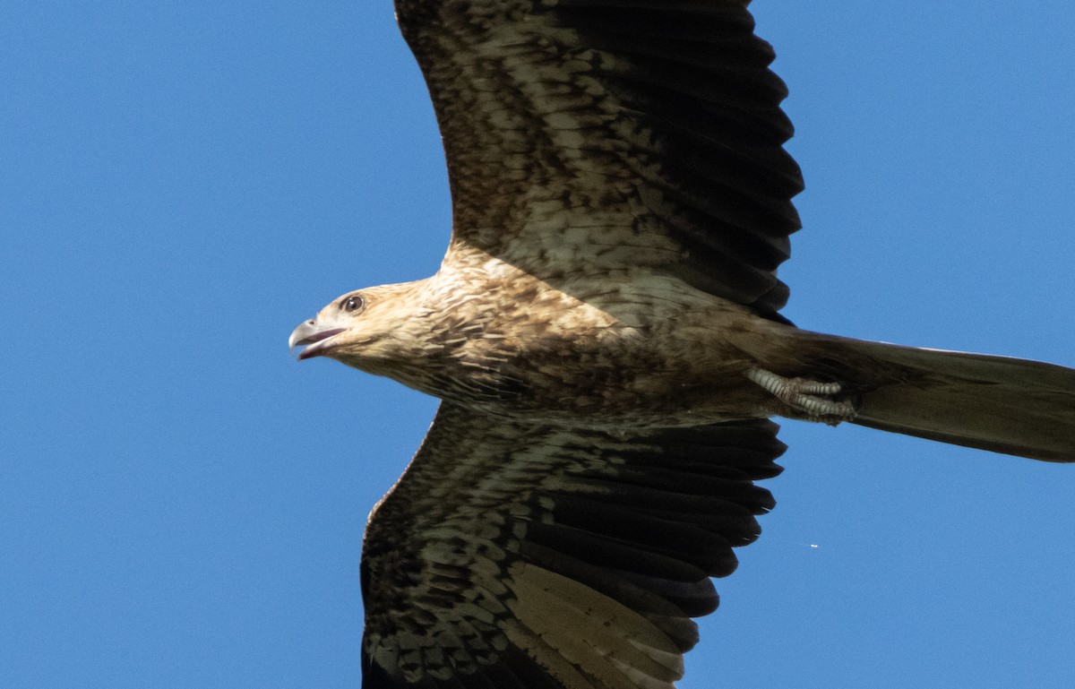 Whistling Kite - ML644779855