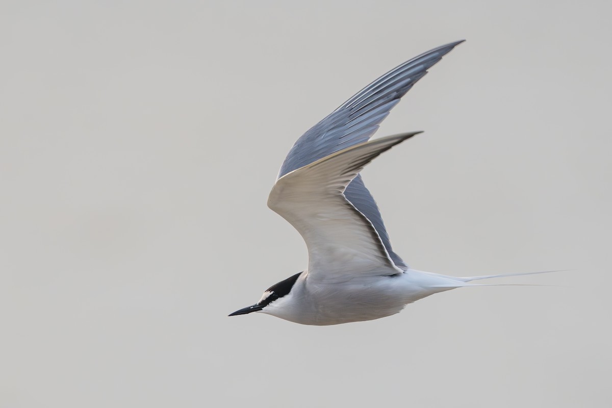 Aleutian Tern - ML644779857
