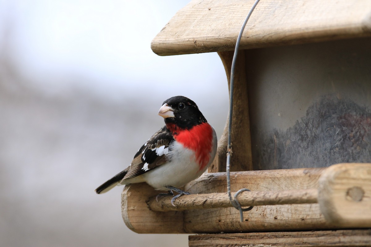 Rose-breasted Grosbeak - ML644779865
