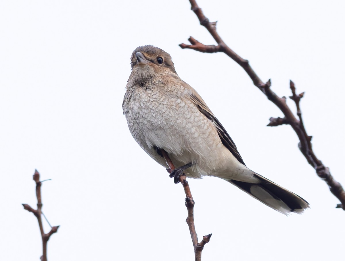 オオモズ - ML644779868