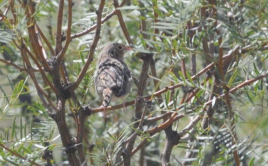 Grasshopper Sparrow - ML644779869