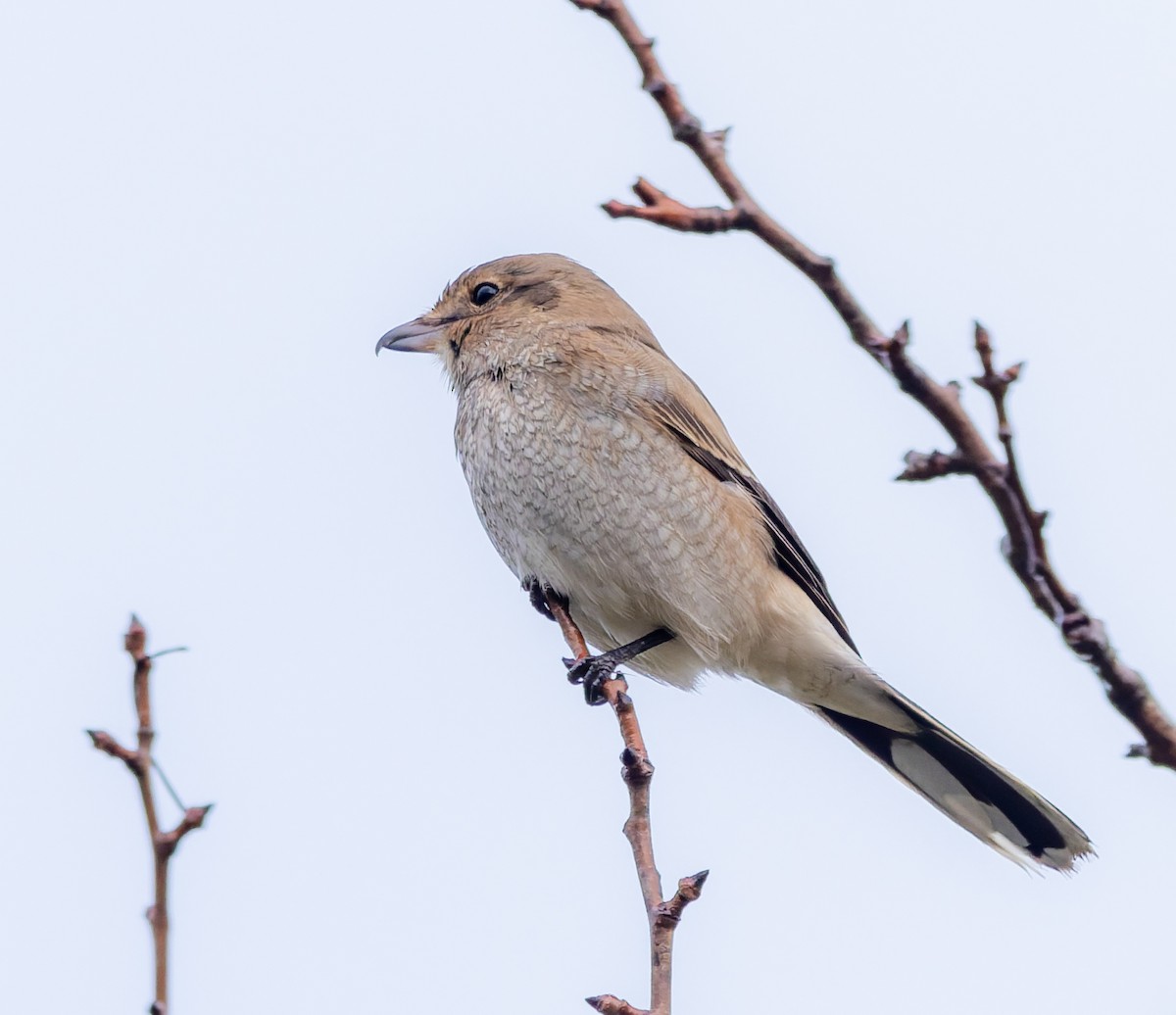 オオモズ - ML644779870