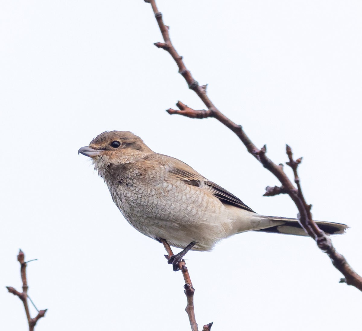 オオモズ - ML644779871