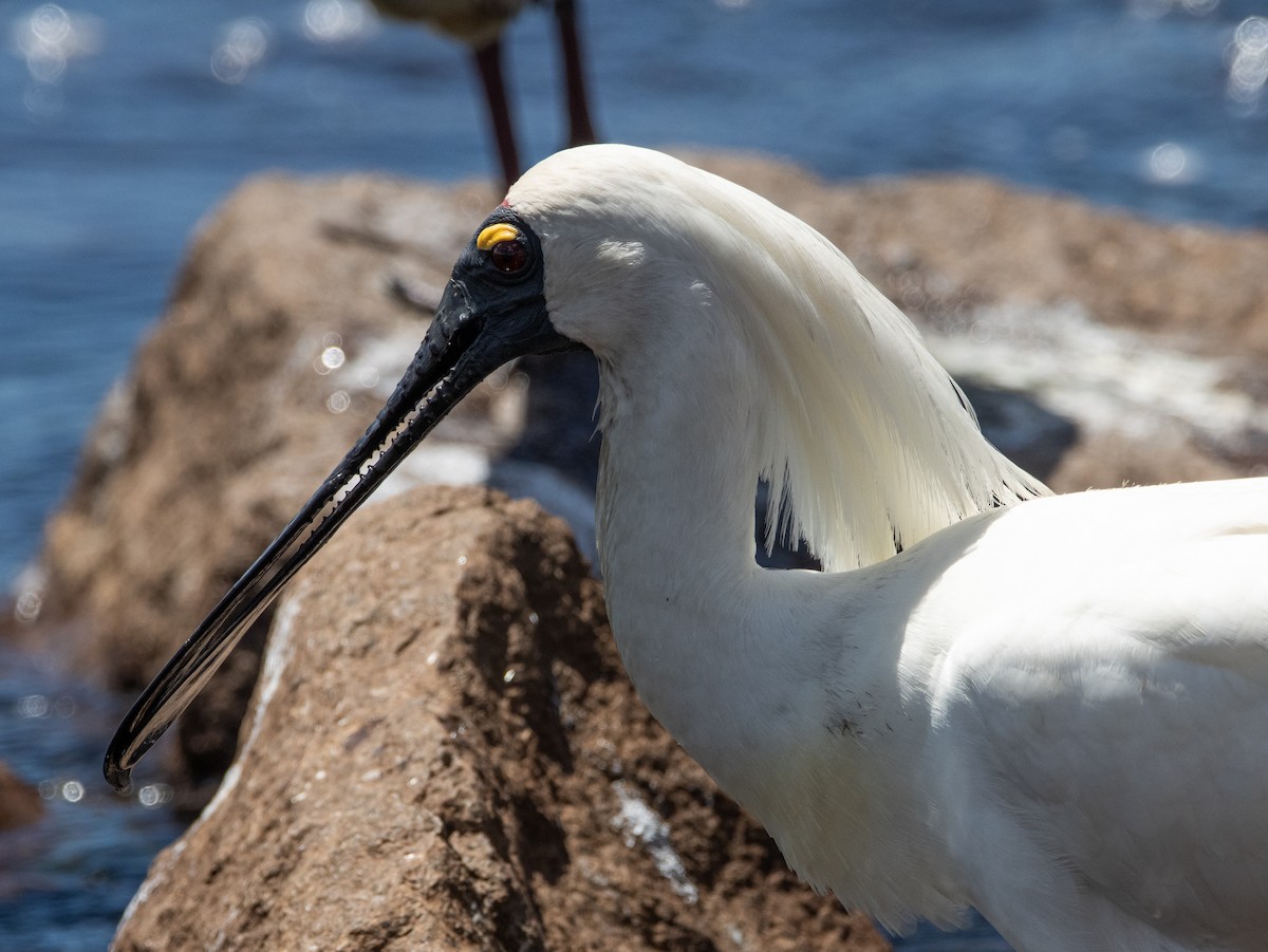 Косар королівський - ML644779874