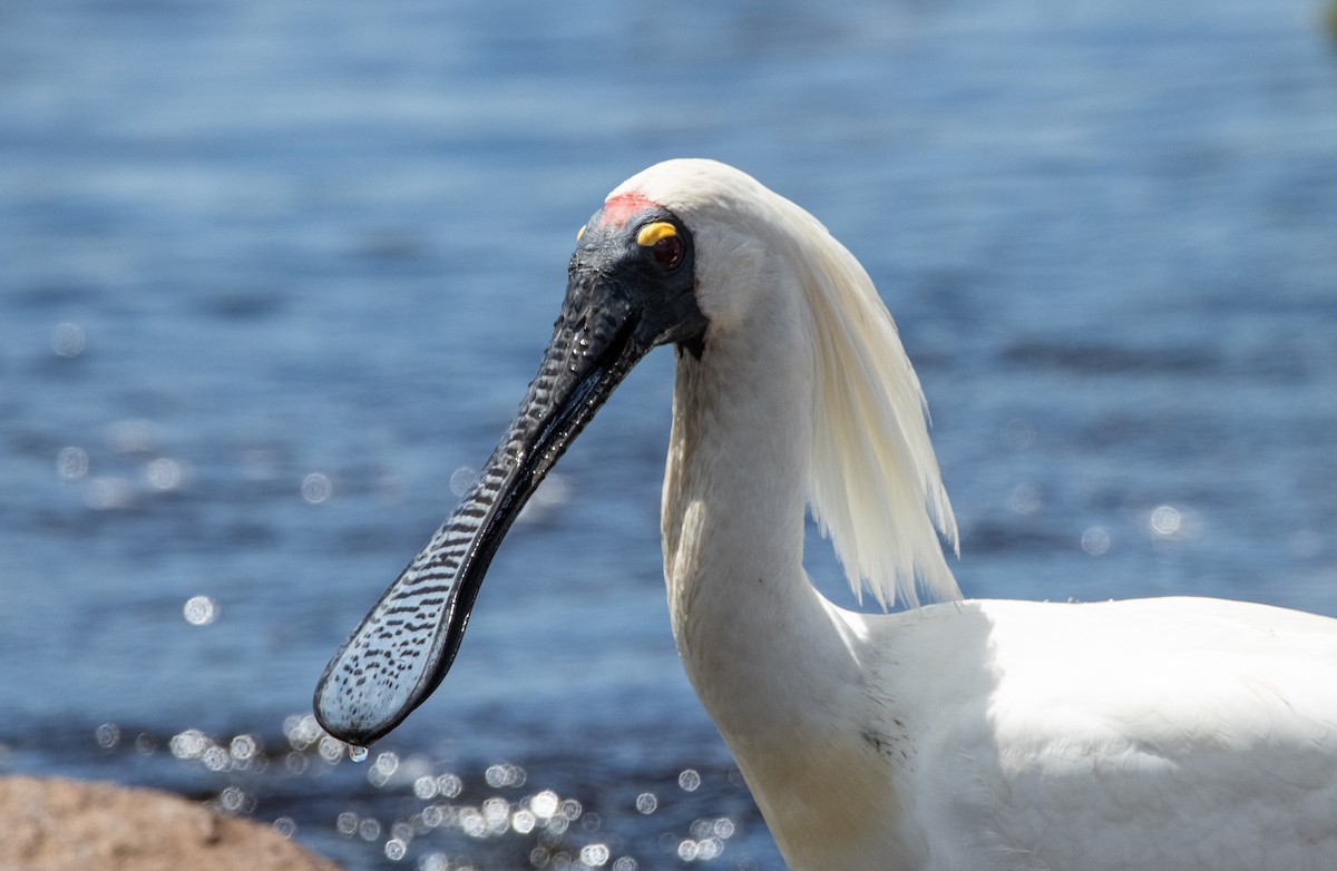 Косар королівський - ML644779875