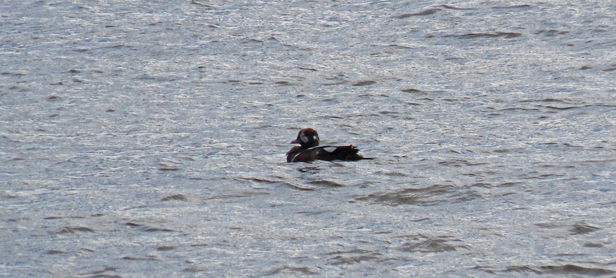 Palyaço Ördeği - ML644779882