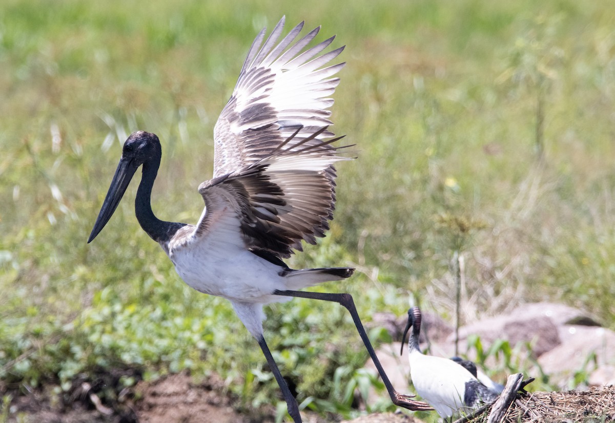 Jabiru asiarra - ML644779884