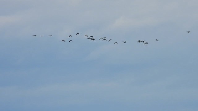 Common Goldeneye - ML644779885