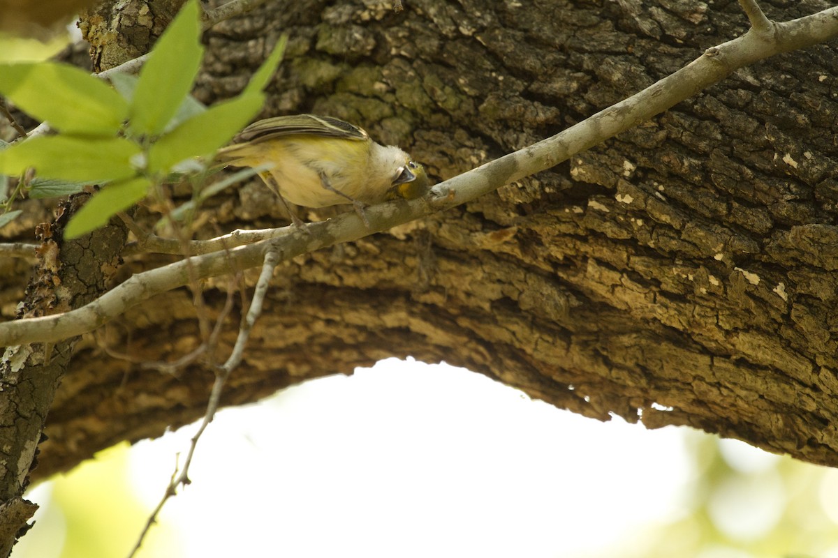 Weißaugenvireo - ML644779895