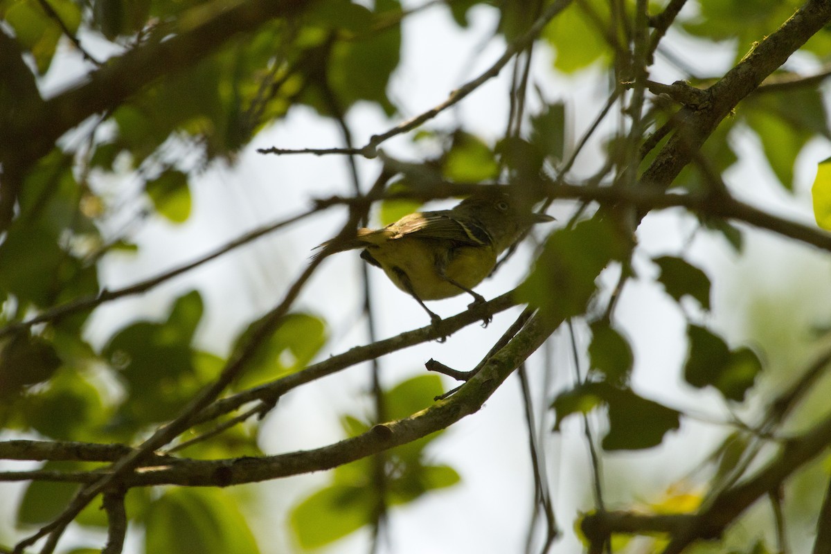 Weißaugenvireo - ML644779896