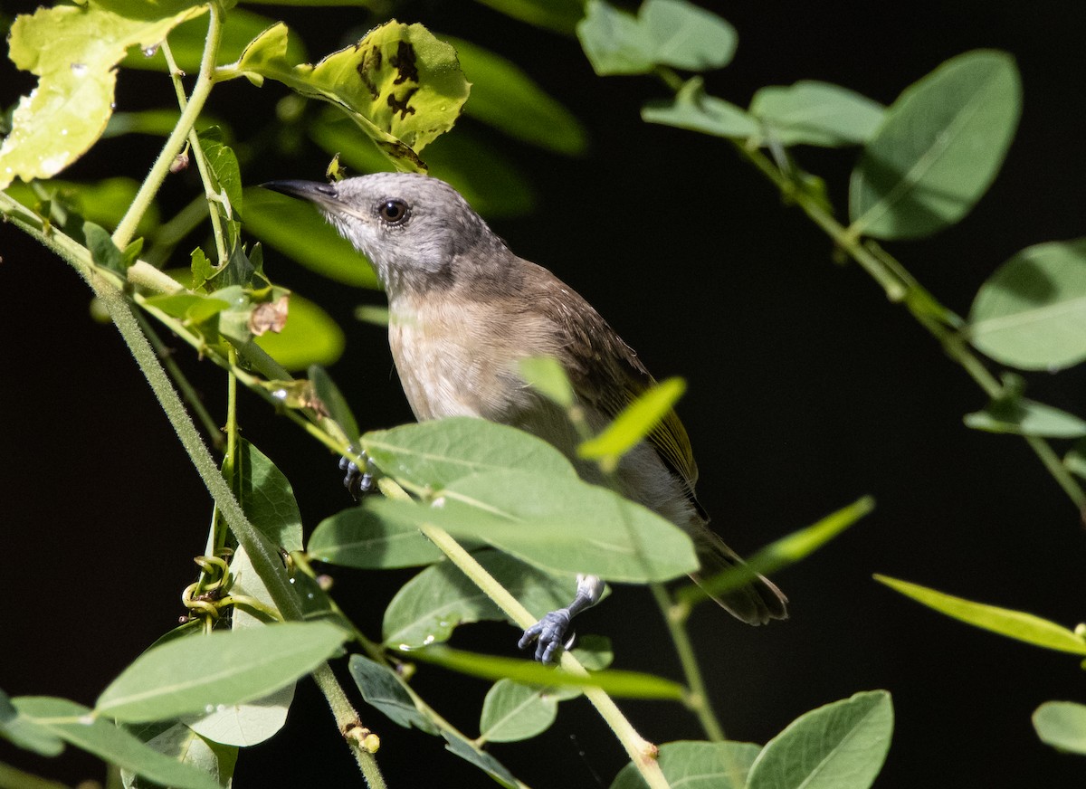 Rufous-banded Honeyeater - ML644779898