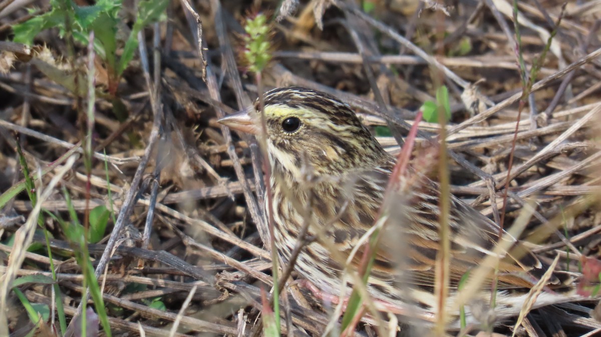 Savannah Sparrow - ML644779901