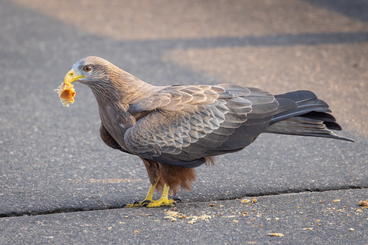 Black Kite (Yellow-billed) - ML644779904