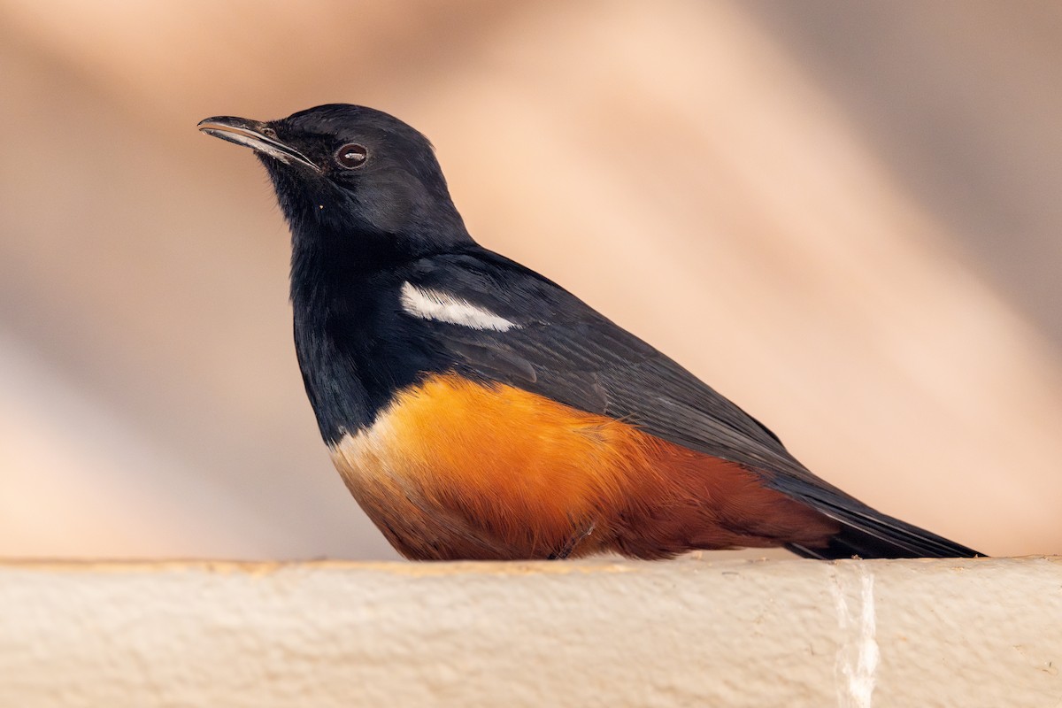 Mocking Cliff-Chat - ML644779912