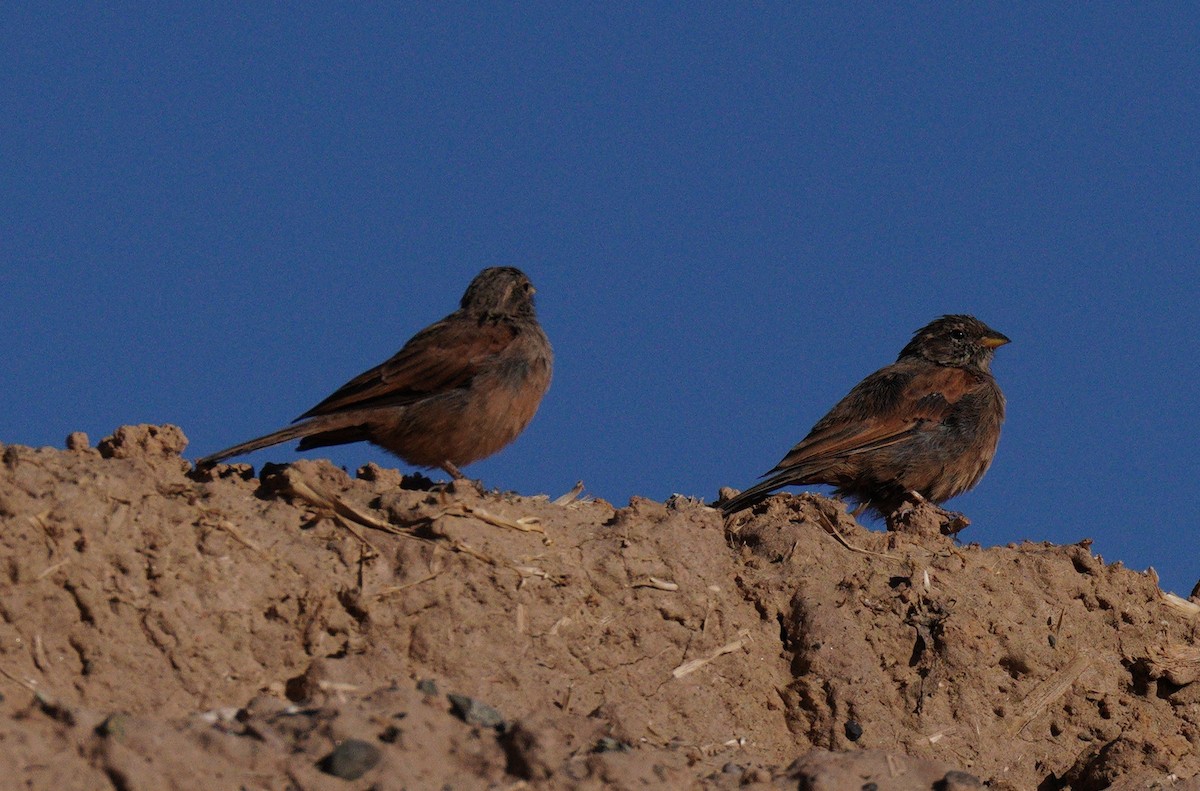 strnad saharský - ML644779923