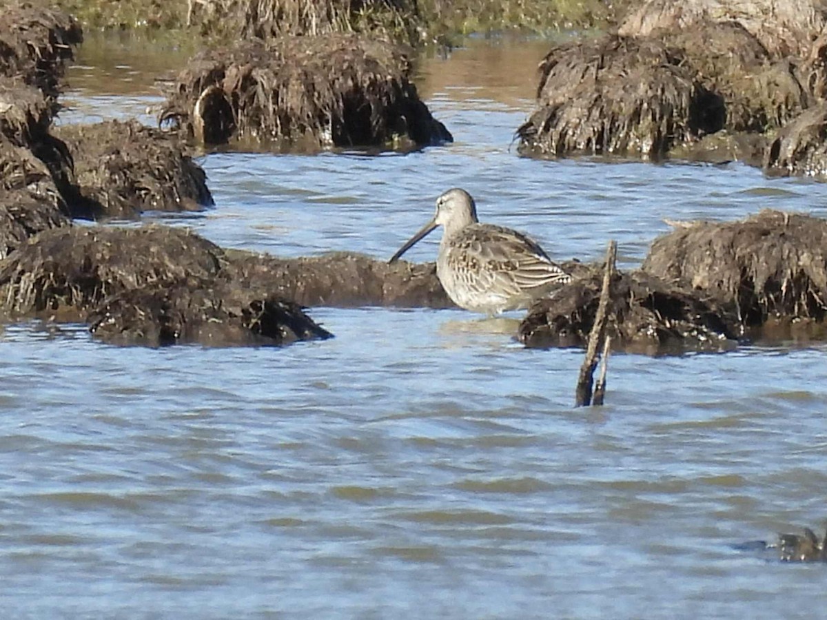 長嘴半蹼鷸 - ML644779926