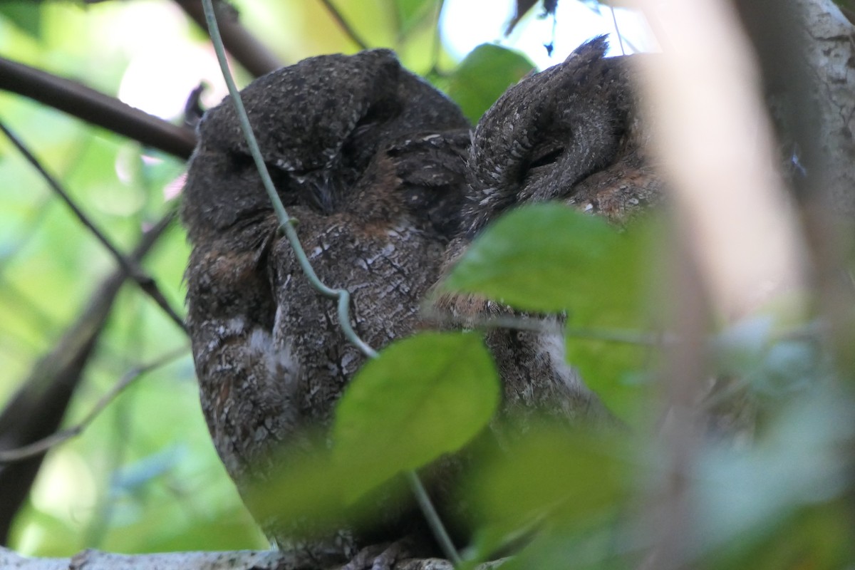 Madagascar Scops-Owl (Rainforest) - ML644779927