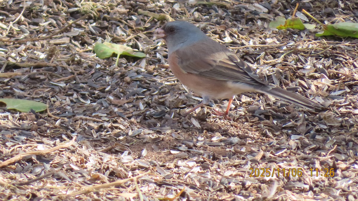 Dark-eyed Junco (Pink-sided) - ML644779934