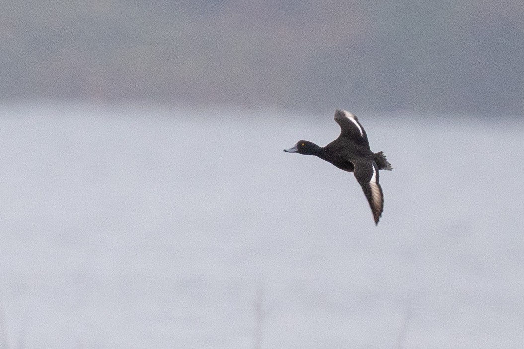 Yeni Zelanda Patkası - ML644779935