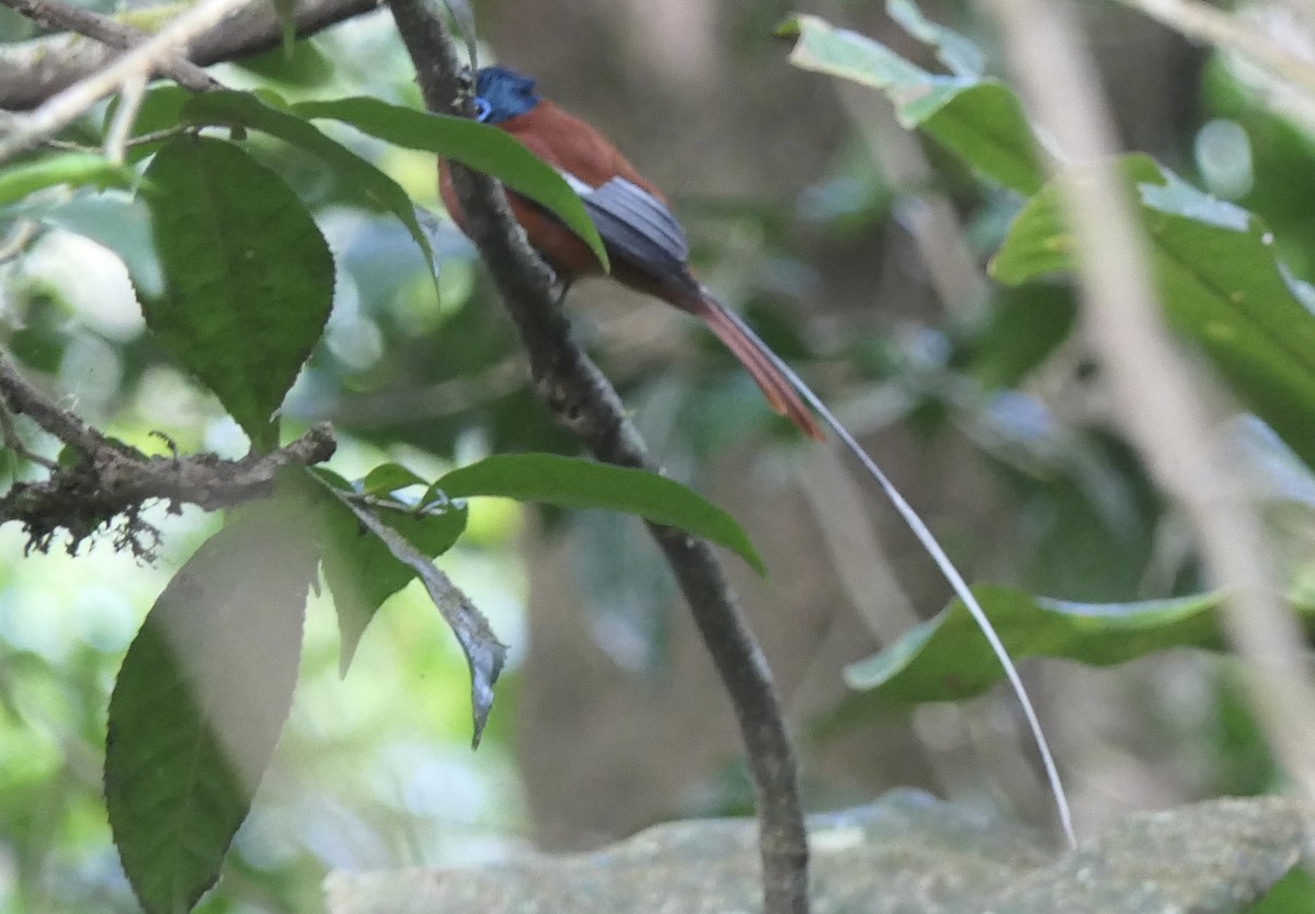 Malagasy Paradise-Flycatcher (Malagasy) - ML644779941