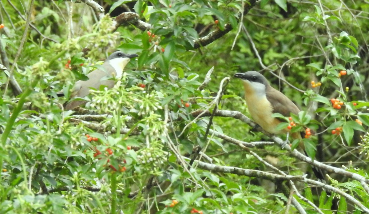 Dark-billed Cuckoo - ML644779942