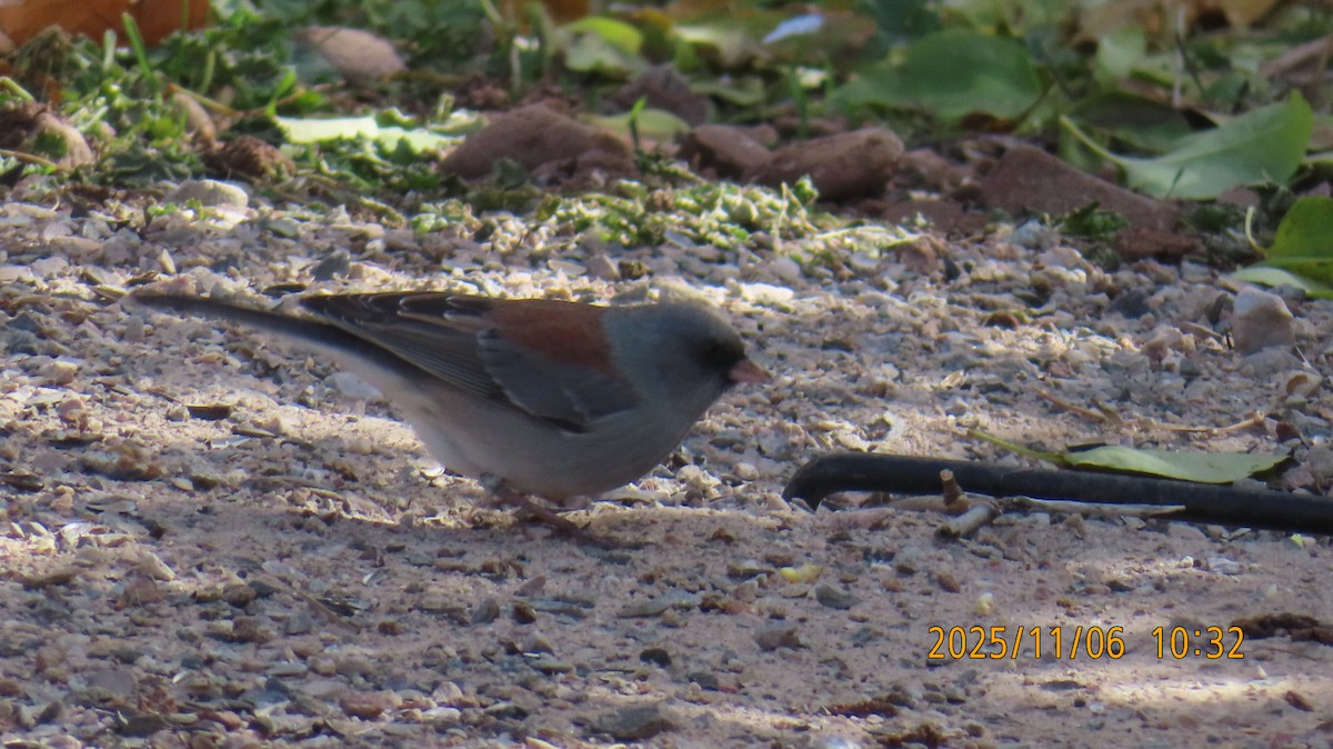 Dark-eyed Junco (Gray-headed) - ML644779943