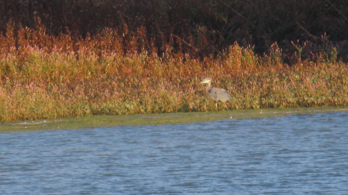 Great Blue Heron - ML644779945
