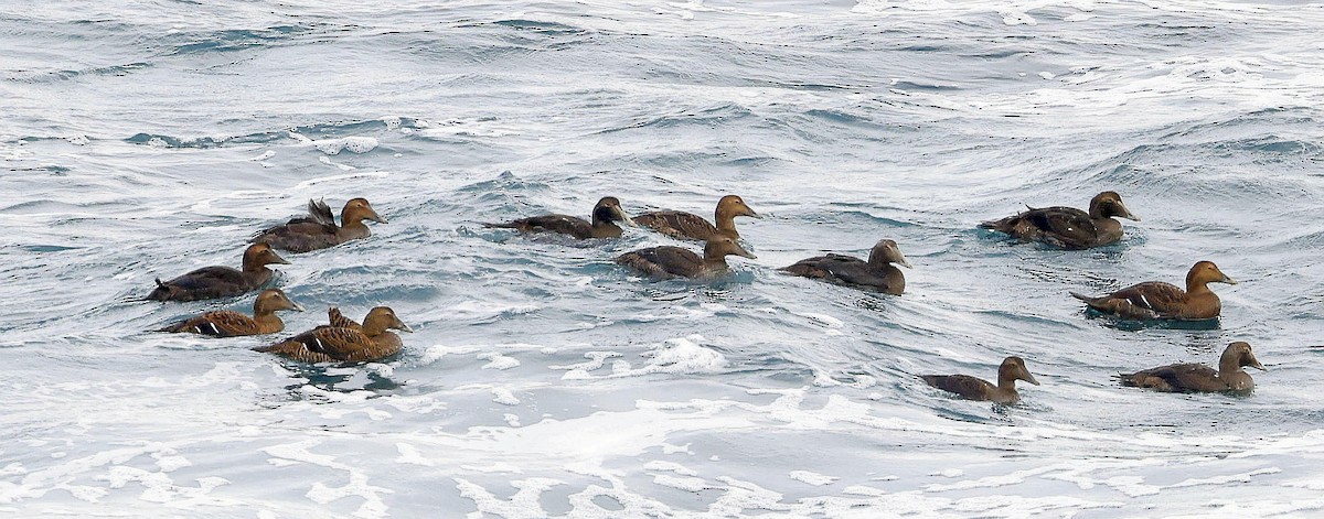 Eiderente - ML644779953