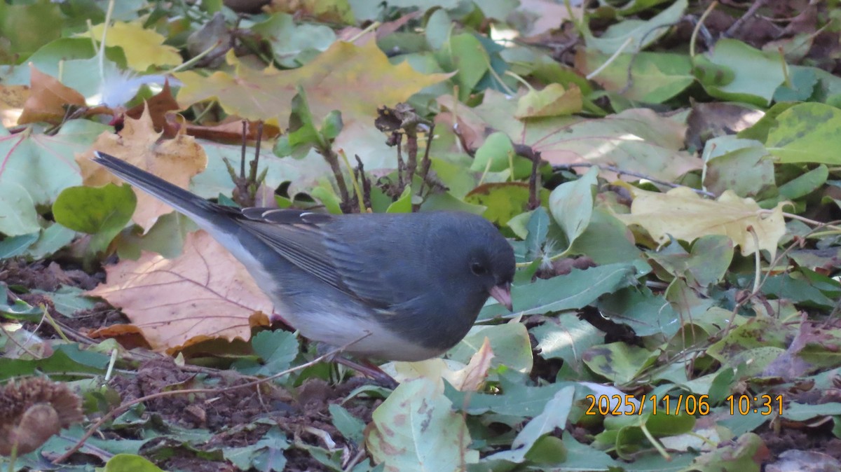 Dark-eyed Junco (Slate-colored) - ML644779954