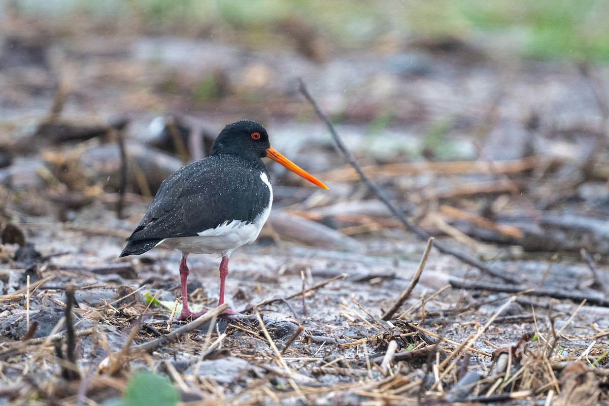 South Island Oystercatcher - ML644779967