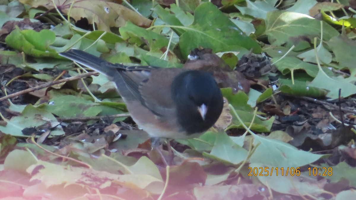 Dark-eyed Junco (Oregon) - ML644779972