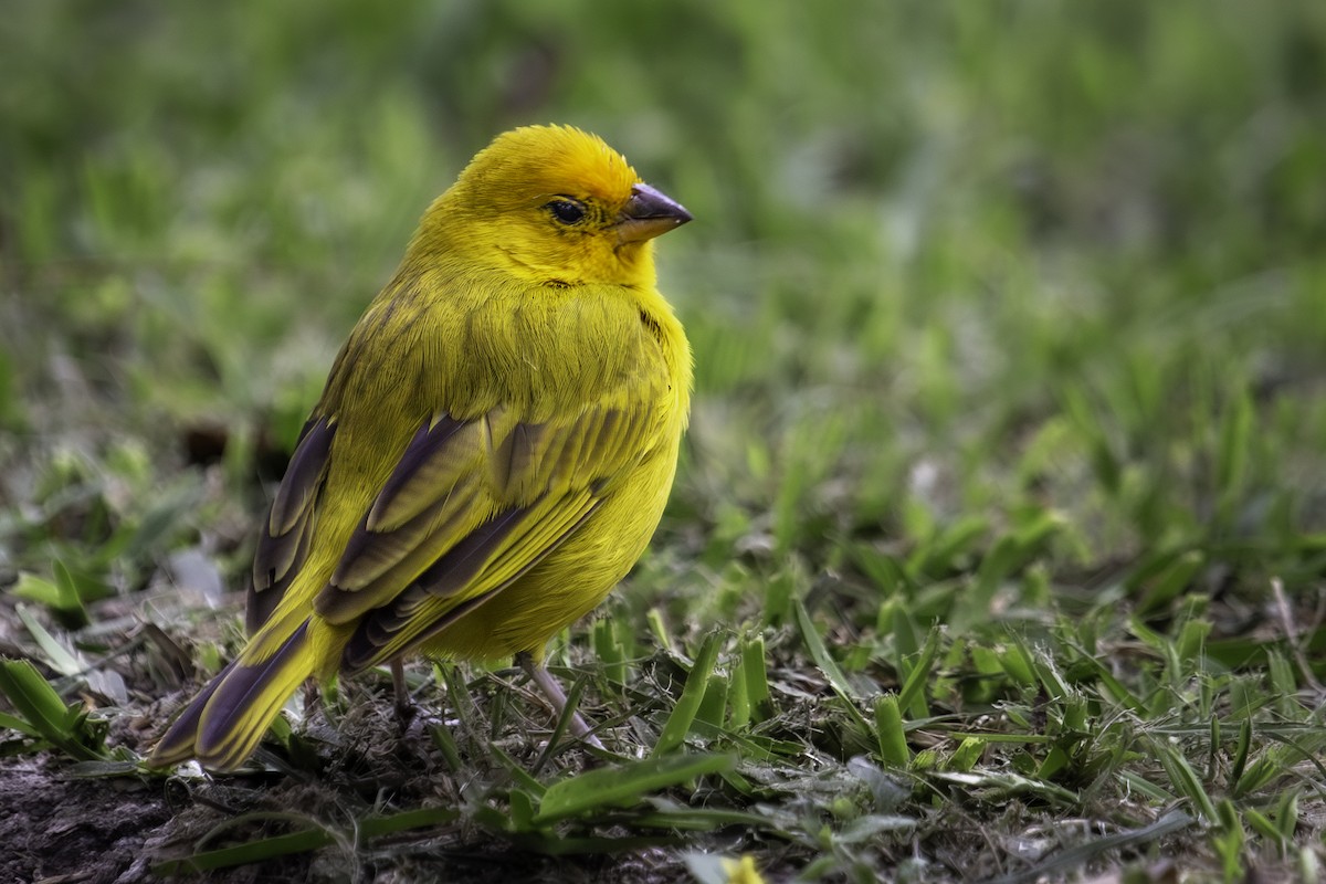 Saffron Finch - ML644779986