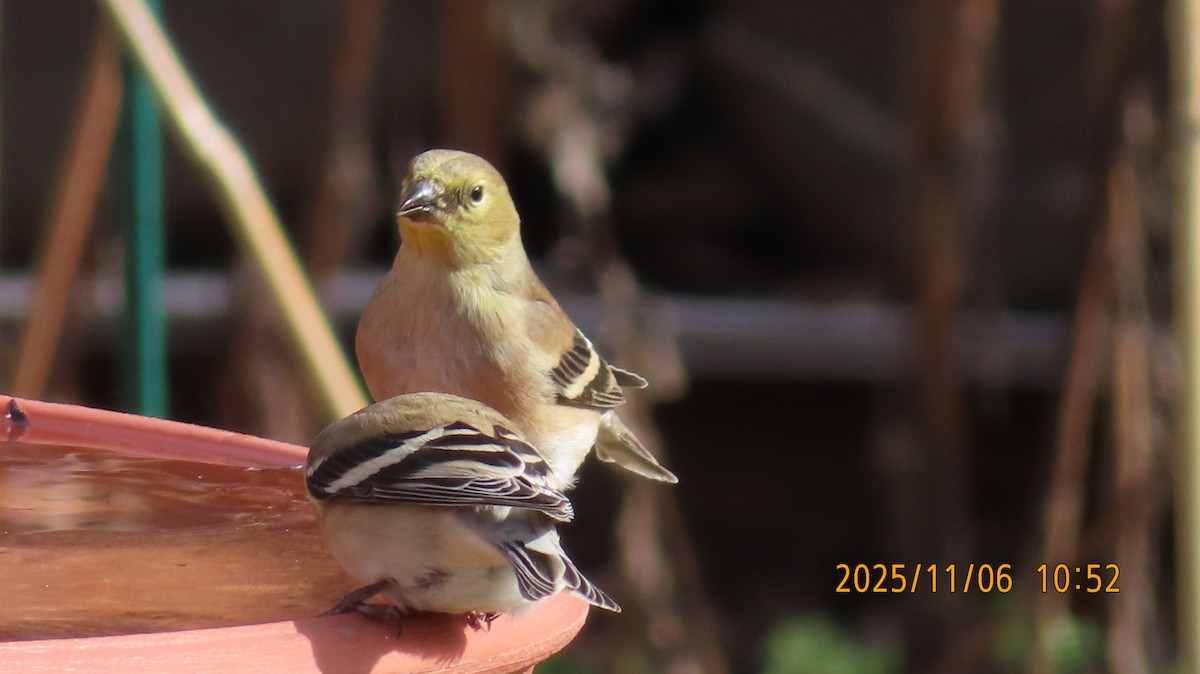 オウゴンヒワ - ML644779997