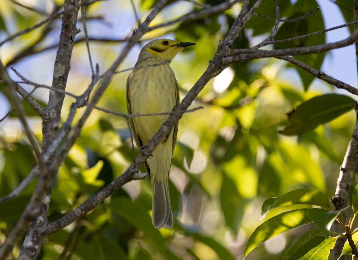 Yellow-tinted Honeyeater - ML644780025