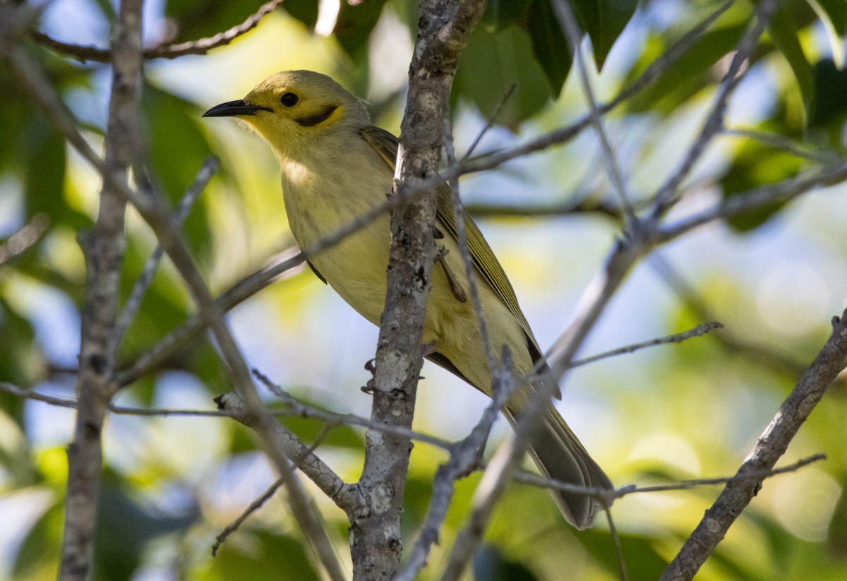 Yellow-tinted Honeyeater - ML644780026