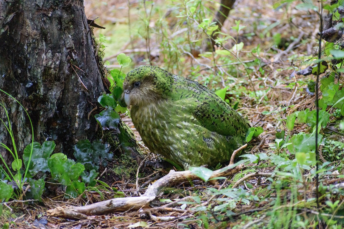 Strigops kakapo - ML644780030