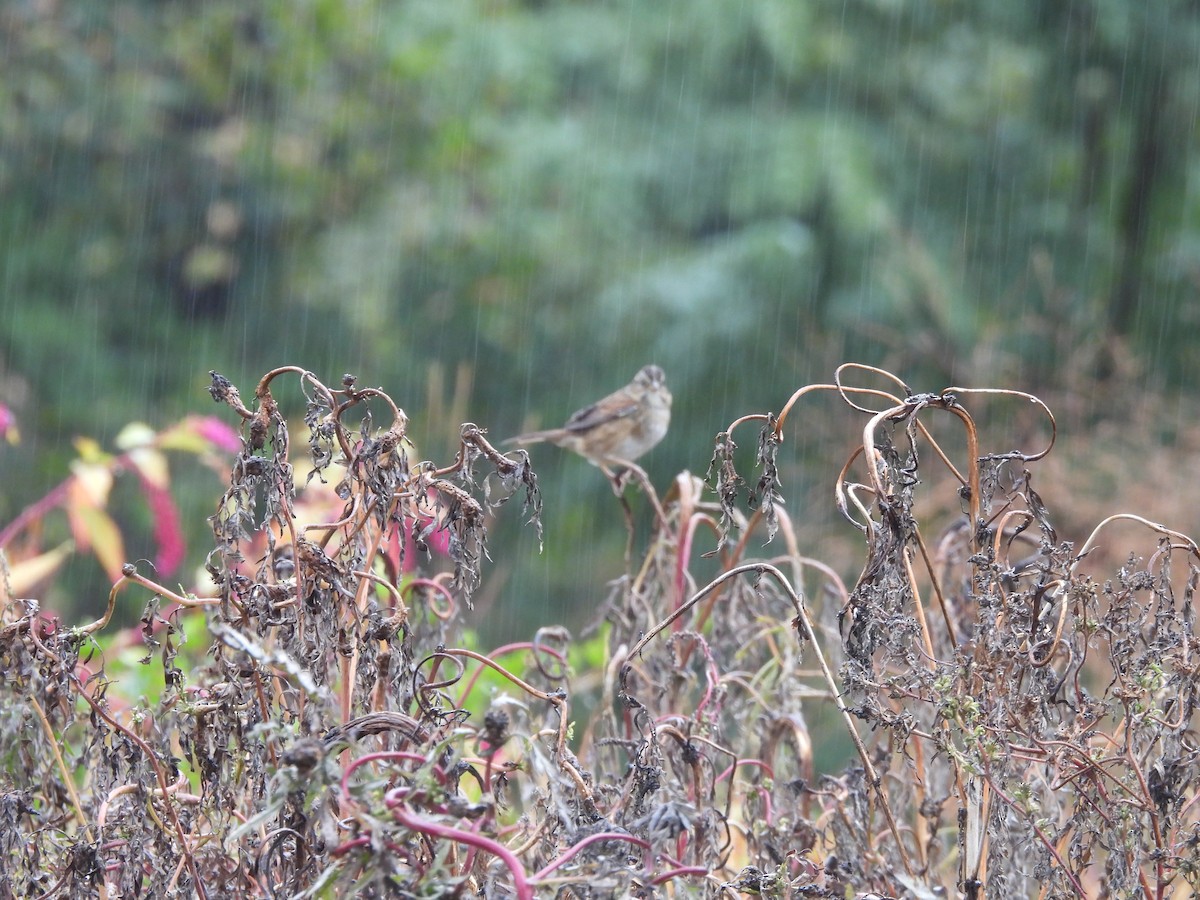 Swamp Sparrow - ML644780033