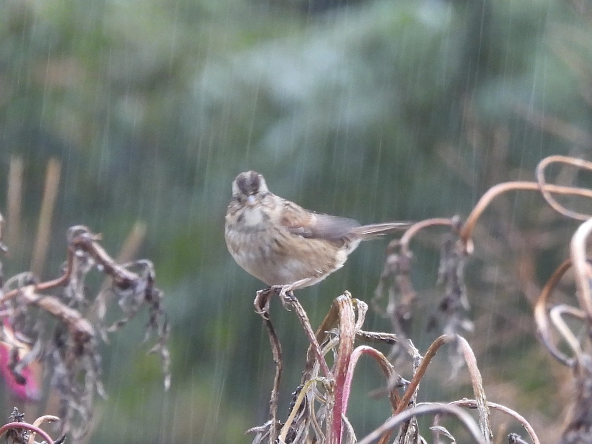 Swamp Sparrow - ML644780034