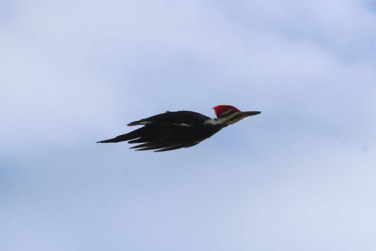 Жовна північна - ML644780036