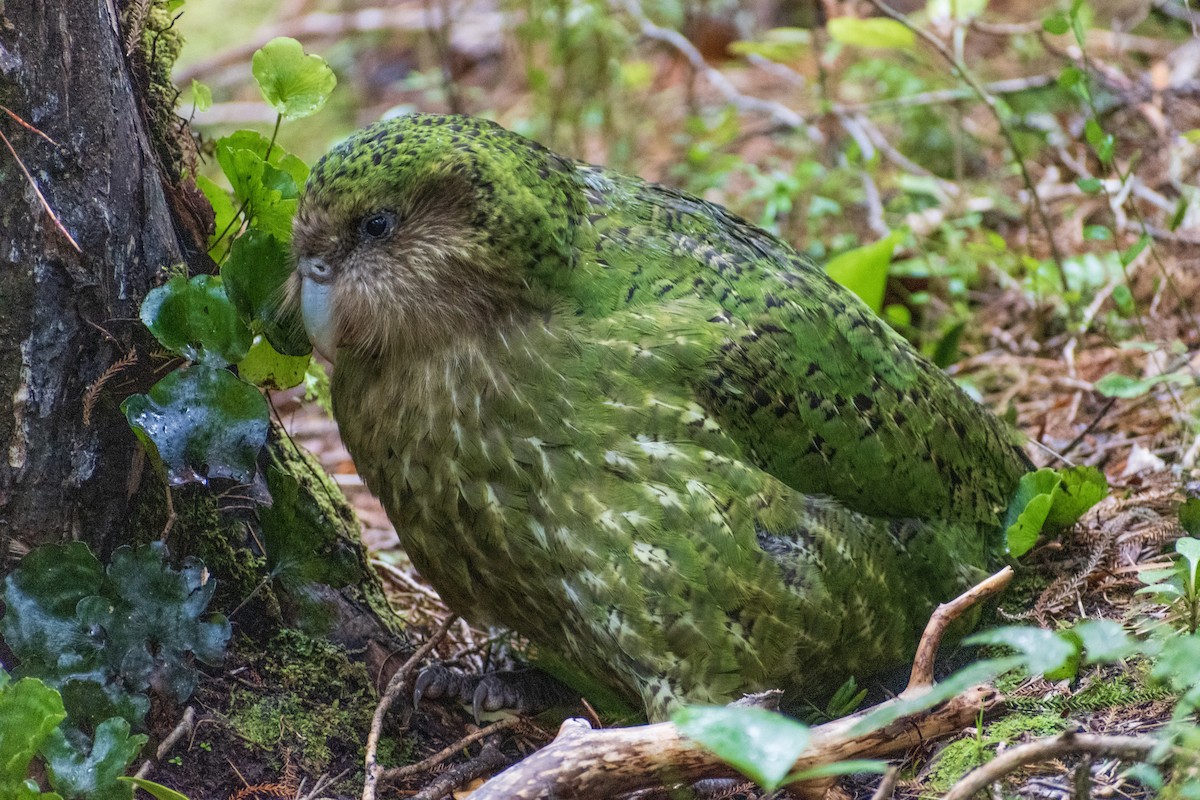 Strigops kakapo - ML644780040