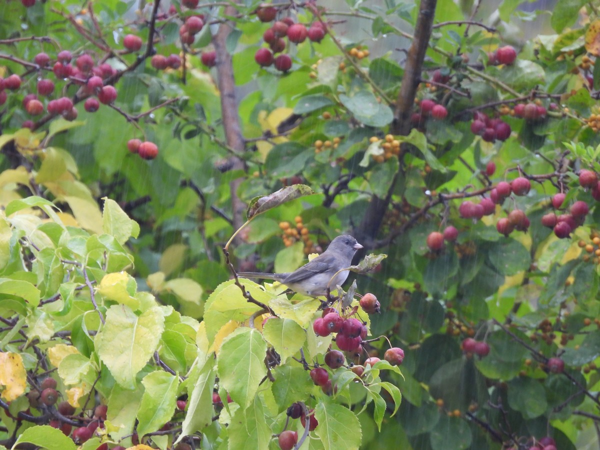 Dark-eyed Junco - ML644780047