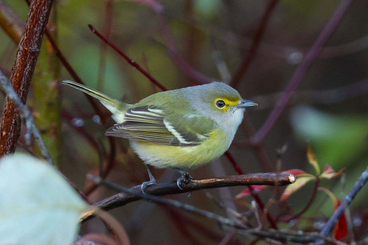 White-eyed Vireo - ML644780056