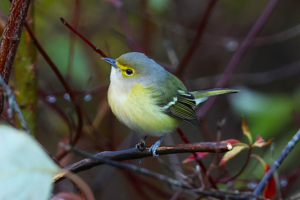 White-eyed Vireo - ML644780057