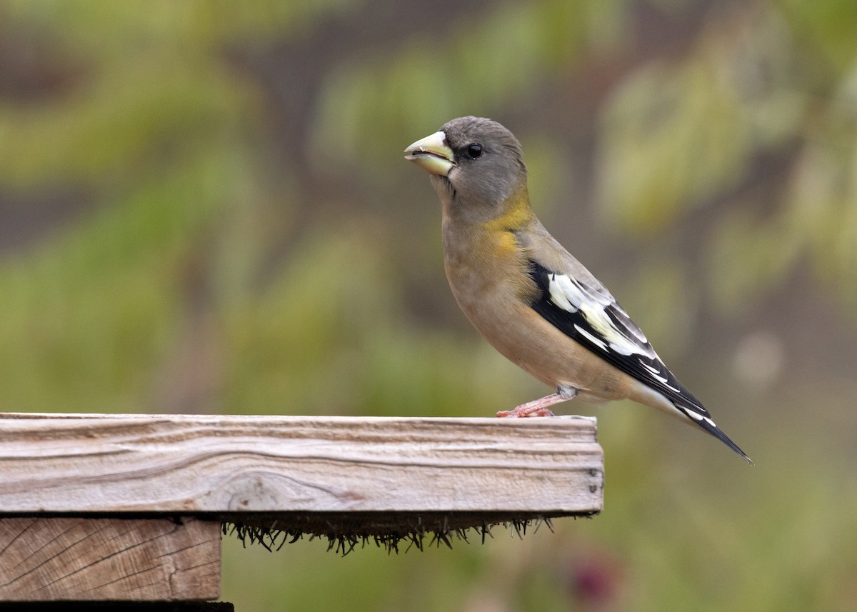 Evening Grosbeak (Eastern or type 3) - ML644780061