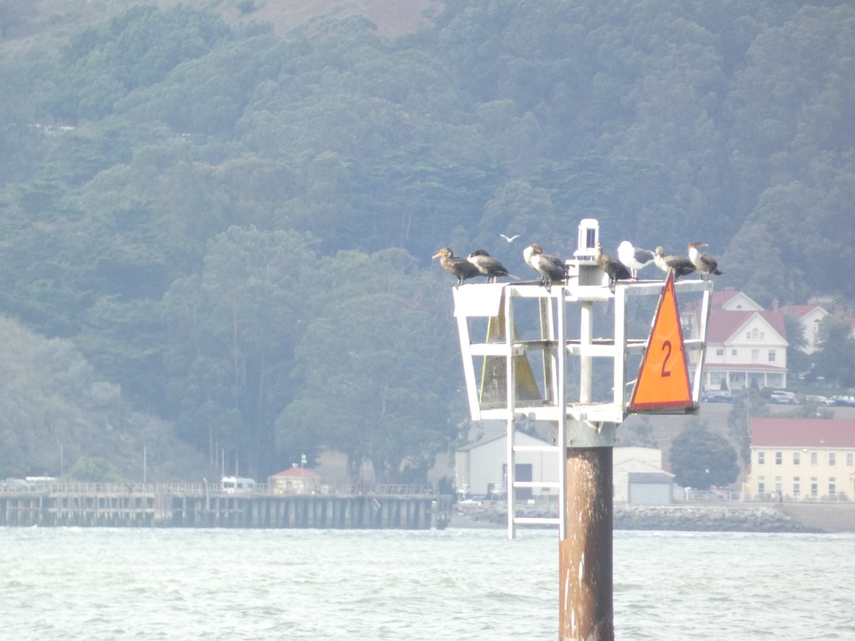 Double-crested Cormorant - ML644780066