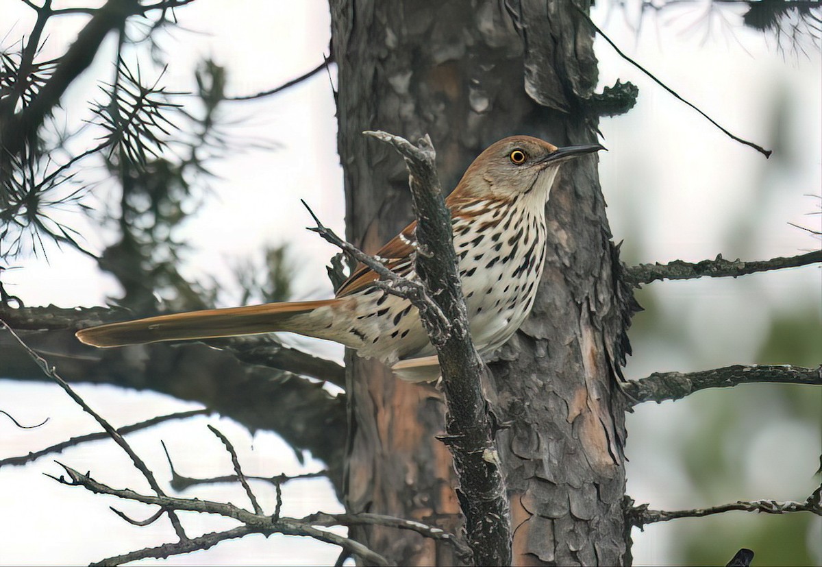 Kahverengi Çöpçü - ML644780067