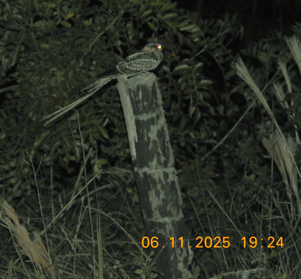 Scissor-tailed Nightjar - ML644780074