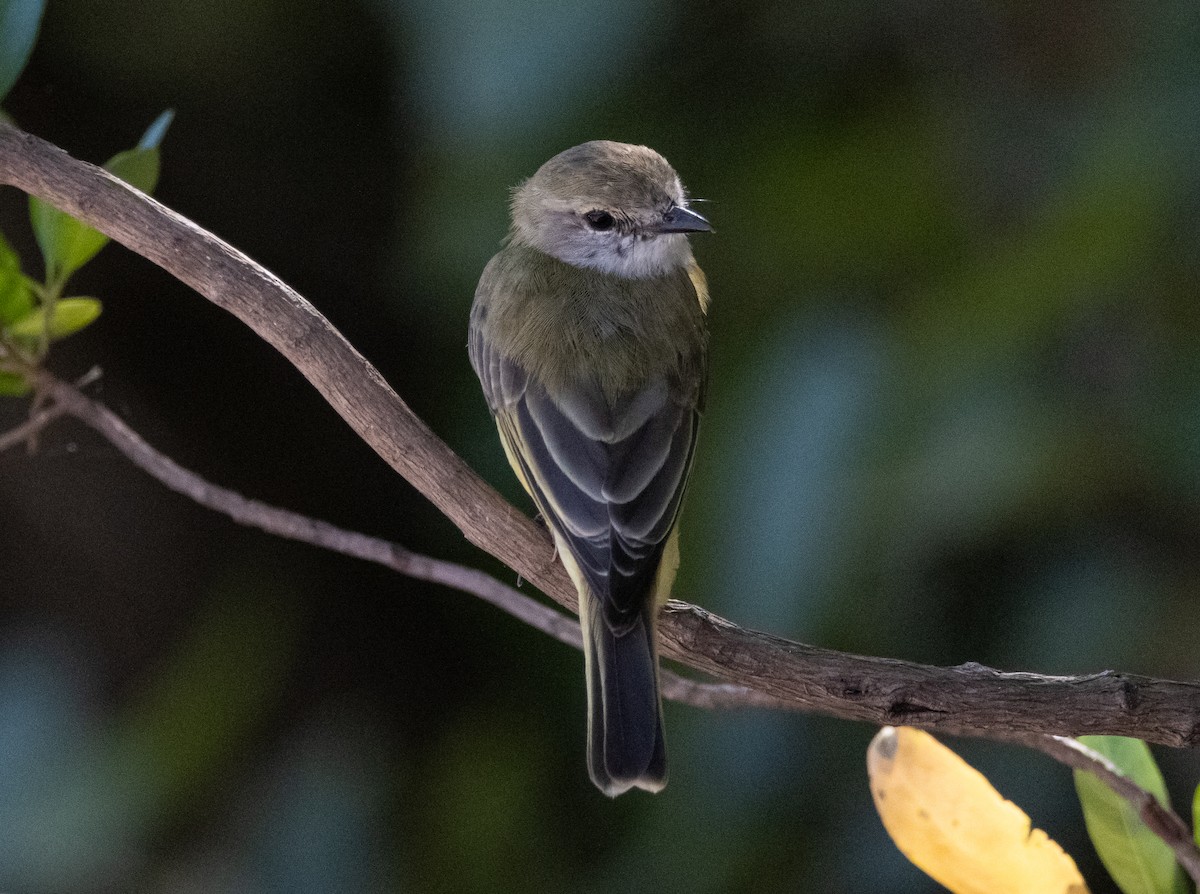 Limon Karınlı Sinekbülbülü [flavigaster grubu] - ML644780080