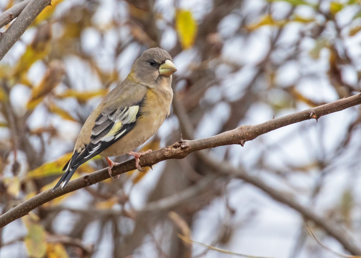 Evening Grosbeak (Eastern or type 3) - ML644780081
